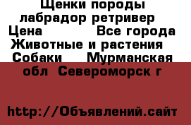 Щенки породы лабрадор ретривер › Цена ­ 8 000 - Все города Животные и растения » Собаки   . Мурманская обл.,Североморск г.